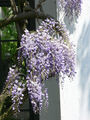 90px-Wisteria_floribunda5.jpg