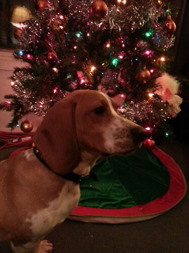 Marlowe-2013-Christmas.jpg