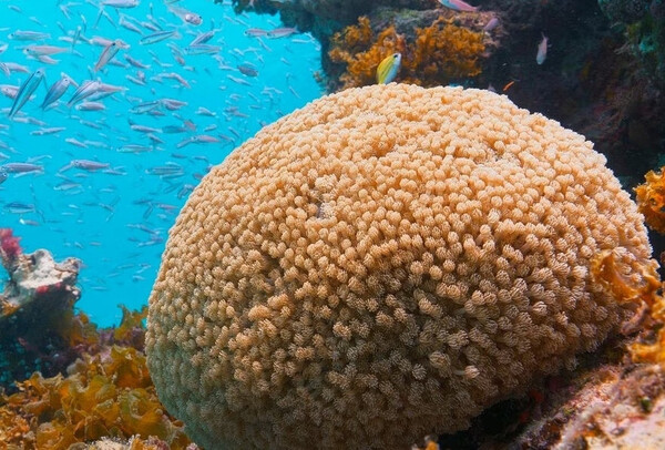 iriomote_Coral.thumb.jpg.27b7e4629d8c89e2ad5c8f86c6626eb0.jpg