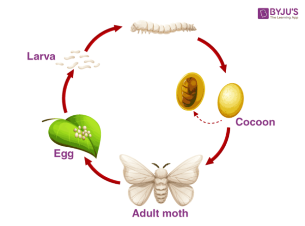 life-cycle-of-silkworm-700x520.thumb.png.01d9890a3a23f6545f01e9d150efa0de.png