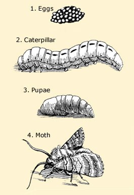 lifecycle.jpg.921586061205b5331ccd3552c11bc511.jpg