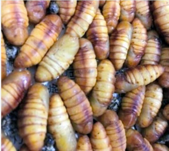 silkwormpupae.jpg.07fb63f62640d768061f54e86f716b6a.jpg