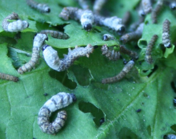 silkworms_stage2-Copy.thumb.jpg.3e9f0670cf8824ec4389e45bbcbec4c0.jpg